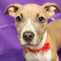 Thumbnail photo of Yama #2