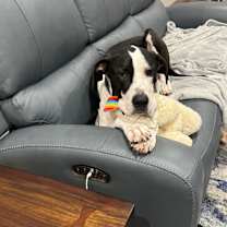 Thumbnail photo of Nox / Loki #1