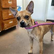 Thumbnail photo of Fig #3