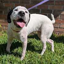 Thumbnail photo of Aloe #1