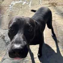 Thumbnail photo of Kratos #1