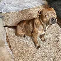 Thumbnail photo of Sadie #2