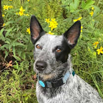 Thumbnail photo of Patch #1