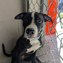 Thumbnail photo of Russel #2