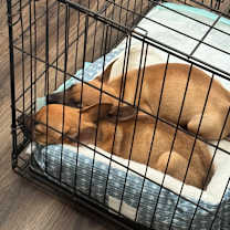 Thumbnail photo of Elias #2