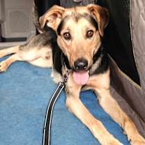 Thumbnail photo of RUSS #3