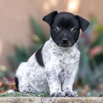 Thumbnail photo of Etsy Pup - Artistic #2