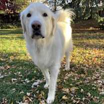 Thumbnail photo of Maggie #1