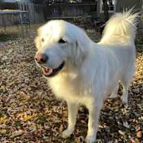 Thumbnail photo of Maggie #2