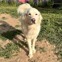 Thumbnail photo of Maggie #3