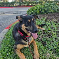 Thumbnail photo of Korina #1