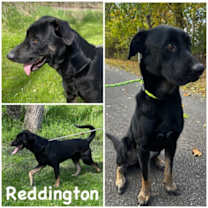 Thumbnail photo of Reddington #1