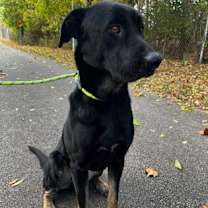 Thumbnail photo of Reddington #2