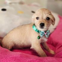 Thumbnail photo of Amara #2