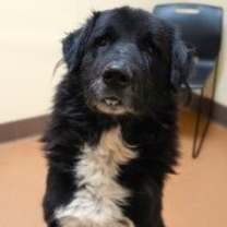 Thumbnail photo of Zangi #1