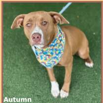 Thumbnail photo of AUTUMN #2