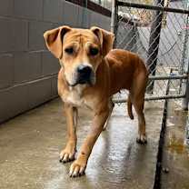 Thumbnail photo of Pixie Glitter #1