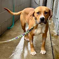 Thumbnail photo of Fairy Dust #2