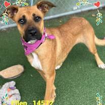 Thumbnail photo of ELLEN #3