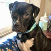 Thumbnail photo of Murphy (in foster) #3