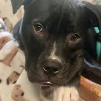 Thumbnail photo of Murphy (in foster) #4