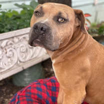 Thumbnail photo of Stromboli #1