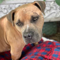 Thumbnail photo of Stromboli #2