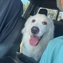 Thumbnail photo of Albus 1433 #1