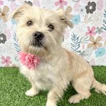 Thumbnail photo of Daisy #1