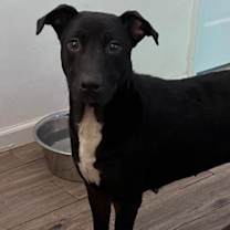 Thumbnail photo of Honeydew #1