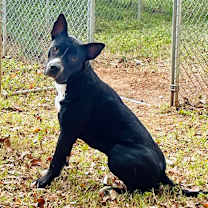 Thumbnail photo of Sonny S1 #1