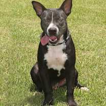 Thumbnail photo of Sonny S1 #3