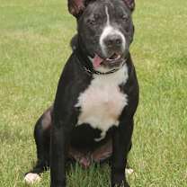 Thumbnail photo of Sonny S1 #4