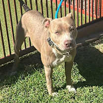 Thumbnail photo of VIKING #1