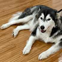 Thumbnail photo of Luna #4