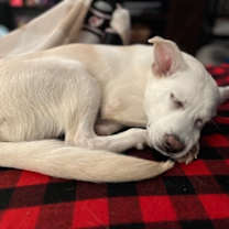 Thumbnail photo of Charlotte de Berry #2