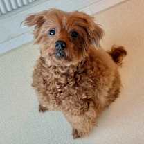 Thumbnail photo of Teddy (H) #1