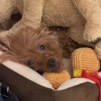 Thumbnail photo of Teddy (H) #3