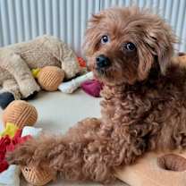 Thumbnail photo of Teddy (HDS) #2