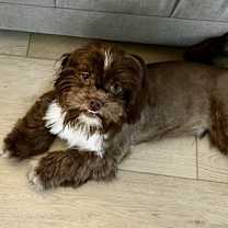 Thumbnail photo of ST Chocolate Cheerio #1