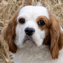 Thumbnail photo of CKCS Nathan #1