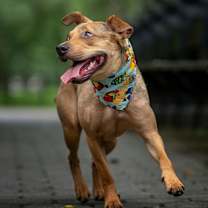 Thumbnail photo of Ion #2