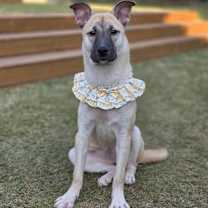 Thumbnail photo of Rumi #2