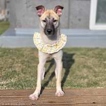 Thumbnail photo of Rumi #3