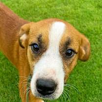 Thumbnail photo of Hollis #2