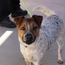 Thumbnail photo of Panchito* #3