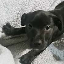 Thumbnail photo of Dirk #1