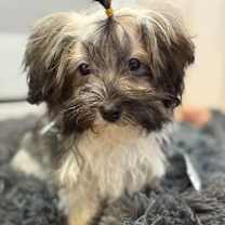 Thumbnail photo of Koda #1