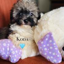 Thumbnail photo of Koda #2
