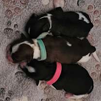 Thumbnail photo of Koda #4